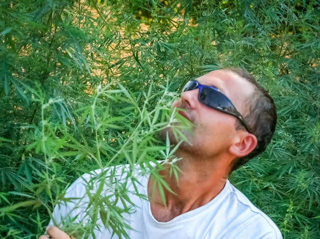 aztec tobacco plant How to Grow and Care for Aztec tobacco aztec tobacco plant How to Grow and Care for Aztec tobacco